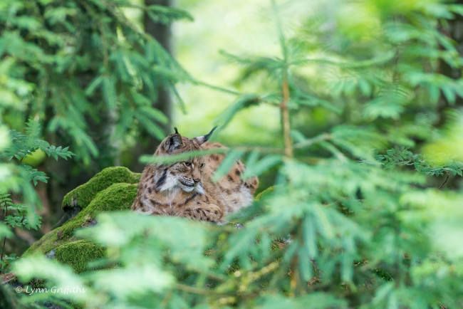 Обои картинки фото животные, рыси, лес, хищник