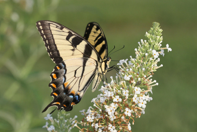 Обои картинки фото животные, бабочки,  мотыльки,  моли, бабочка