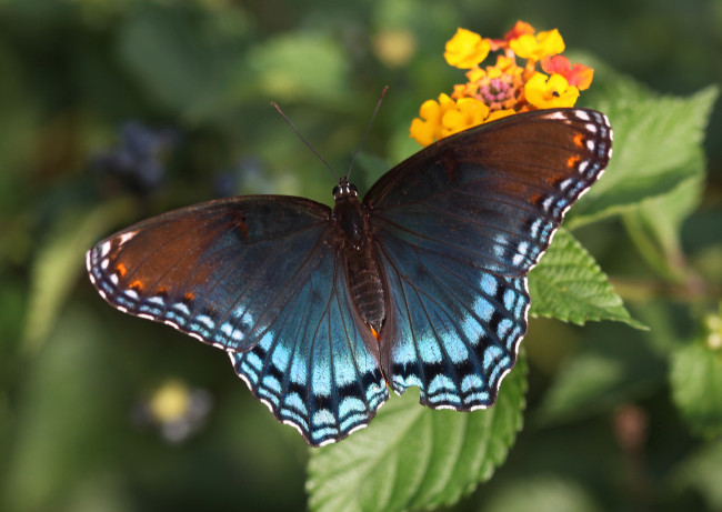 Обои картинки фото животные, бабочки,  мотыльки,  моли, бабочка