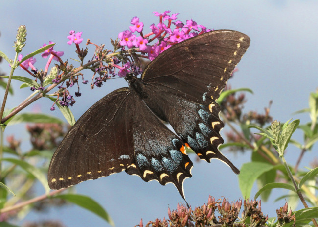 Обои картинки фото животные, бабочки,  мотыльки,  моли, бабочка