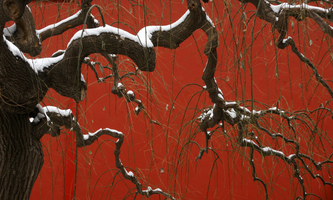 Обои картинки фото природа, деревья, снег, дерево