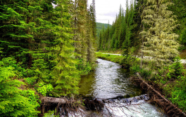 Обои картинки фото природа, реки, озера, лес, река