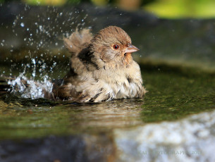 Картинка животные воробьи воробей лужа вода брызги птицы птица