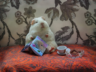 Картинка животные морские+свинки +хомяки юмор сладости журнал композиция май морские свинки весна