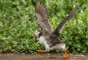 Картинка животные тупики тупик крылья птица