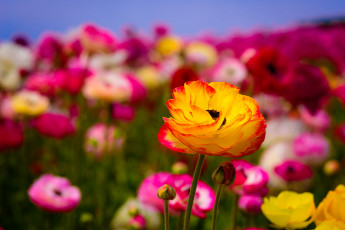 Картинка цветы ранункулюс+ азиатский+лютик оранжево-красный цветок макро цветение