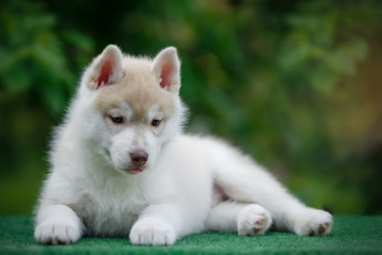 Картинка животные собаки хаски щенок собака животное