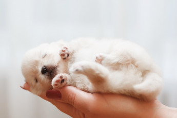 Картинка животные собаки рука щенок животное собака шпиц