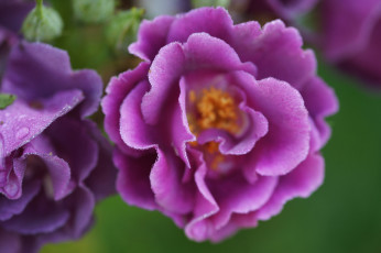 Картинка цветы глоксиния+ синнингия макро сиреневый цветок