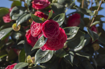 Картинка цветы камелии бутон листья камелия лепестки нежность цветение розовая