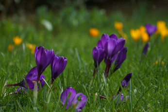 Картинка цветы крокусы капли зелень цветение