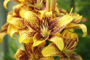 Картинка цветы лилии +лилейники bloom lily лепестки цветение petals