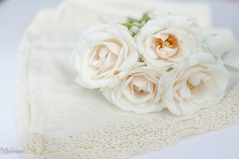 Картинка цветы розы blossoms leaves petals bud rose цветение листья лепестки бутон роза