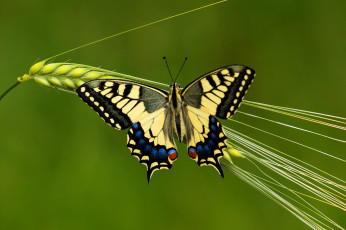 Картинка животные бабочки +мотыльки +моли бабочка