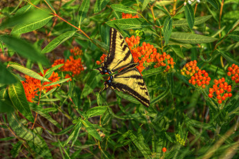 Картинка животные бабочки +мотыльки +моли бабочка