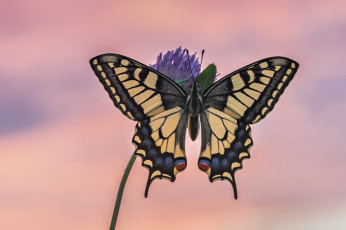 Картинка животные бабочки +мотыльки +моли бабочка