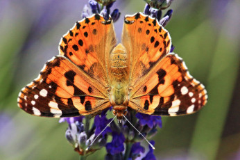 Картинка животные бабочки +мотыльки +моли бабочка