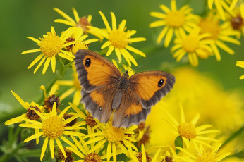 Картинка животные бабочки +мотыльки +моли бабочка