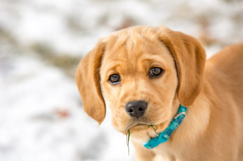 Картинка животные собаки собака взгляд мордашка щенок