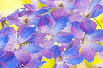 Картинка цветы дельфиниум лепестки текстура природа