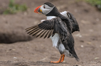 Картинка животные тупики птица крылья клюв тупик