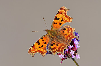 Картинка животные бабочки +мотыльки +моли бабочка