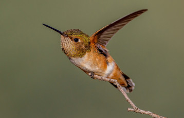 Картинка животные колибри клюв охристый крылья ветка птица