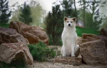 Картинка животные собаки природа камни хвоя ветки валуны пёс собака животное акита-ину