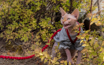 Картинка животные коты кошка кот поводок кусты злюка сфинкс