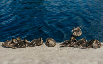 Картинка животные утки много вода