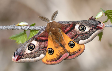 Картинка животные бабочки +мотыльки +моли бабочка