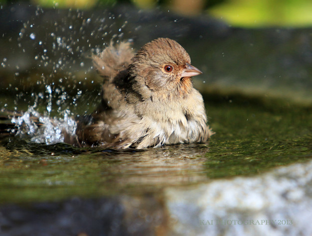 Обои картинки фото животные, воробьи, воробей, лужа, вода, брызги, птицы, птица