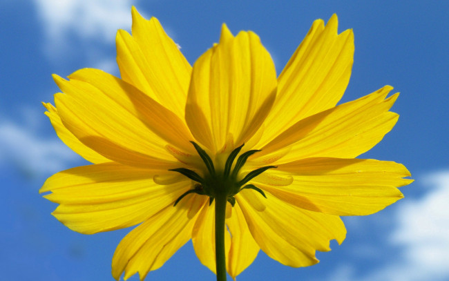 Обои картинки фото цветы, космея, цветок, лепестки, облака, небо