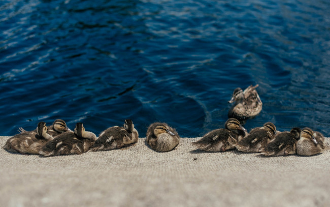 Обои картинки фото животные, утки, много, вода