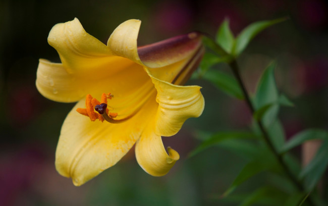 Обои картинки фото цветы, лилии,  лилейники, лилия, макро, лепестки