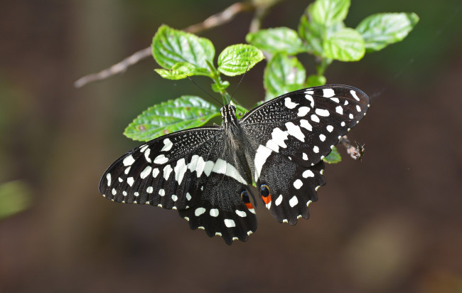 Обои картинки фото животные, бабочки,  мотыльки,  моли, бабочка