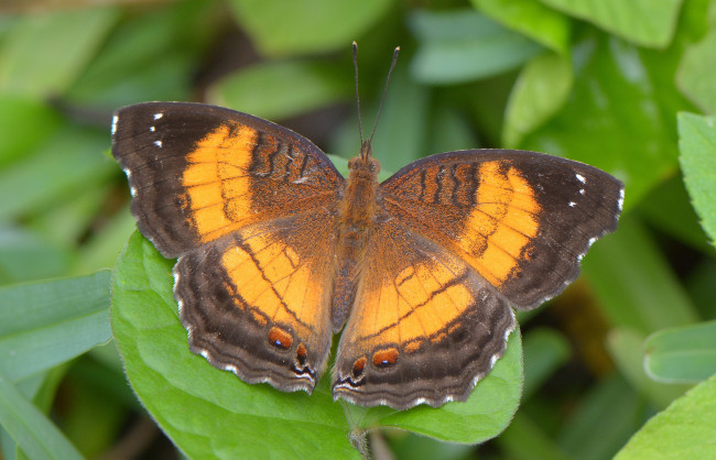 Обои картинки фото животные, бабочки,  мотыльки,  моли, бабочка