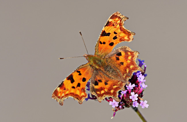 Обои картинки фото животные, бабочки,  мотыльки,  моли, бабочка