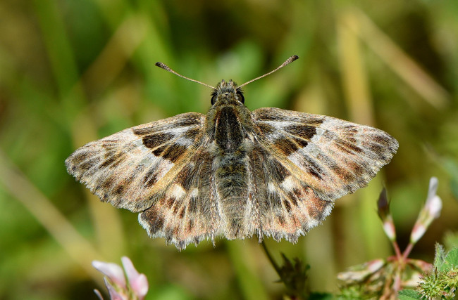 Обои картинки фото животные, бабочки,  мотыльки,  моли, бабочка