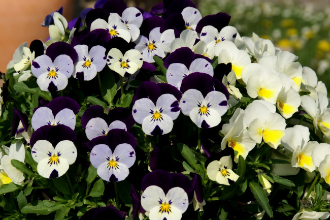 Обои картинки фото цветы, анютины глазки , садовые фиалки, разноцветные