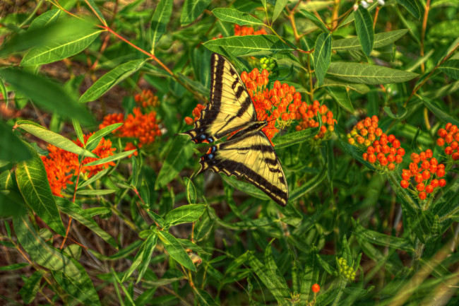 Обои картинки фото животные, бабочки,  мотыльки,  моли, бабочка