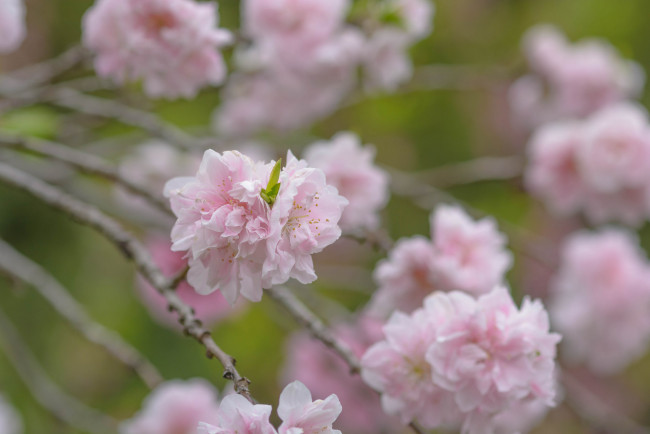 Обои картинки фото цветы, цветущие деревья ,  кустарники, цветущая, веточка, цветки, ветка, листья