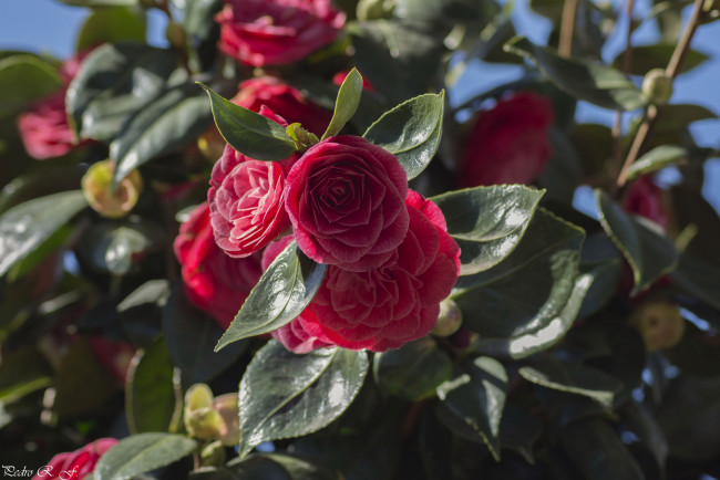 Обои картинки фото цветы, камелии, бутон, листья, камелия, лепестки, нежность, цветение, розовая