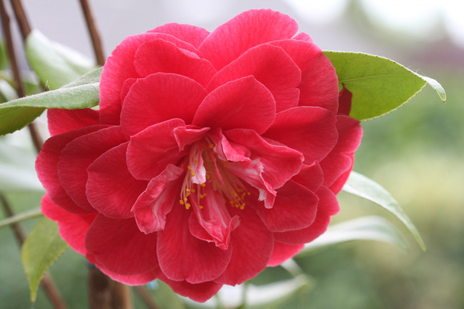 Обои картинки фото цветы, камелии, розовая, бутон, камелия, цветение, листья, лепестки, нежность