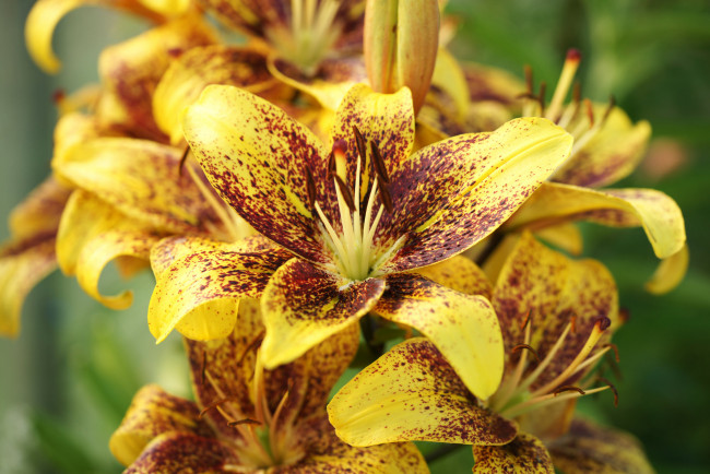 Обои картинки фото цветы, лилии,  лилейники, bloom, lily, лепестки, цветение, petals