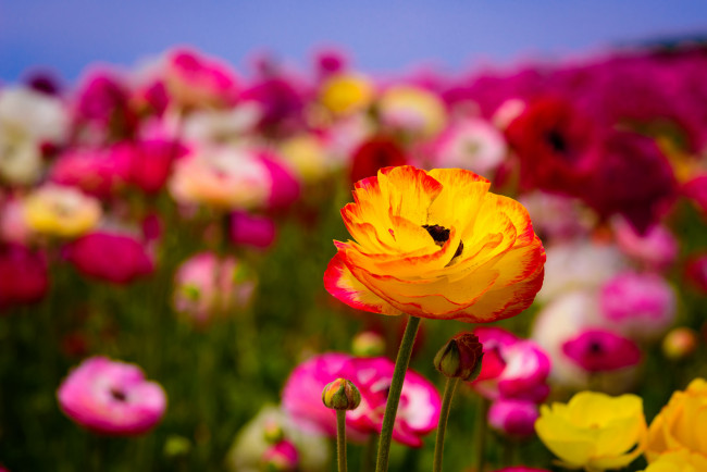 Обои картинки фото цветы, ранункулюс , азиатский лютик, оранжево-красный, цветок, макро, цветение