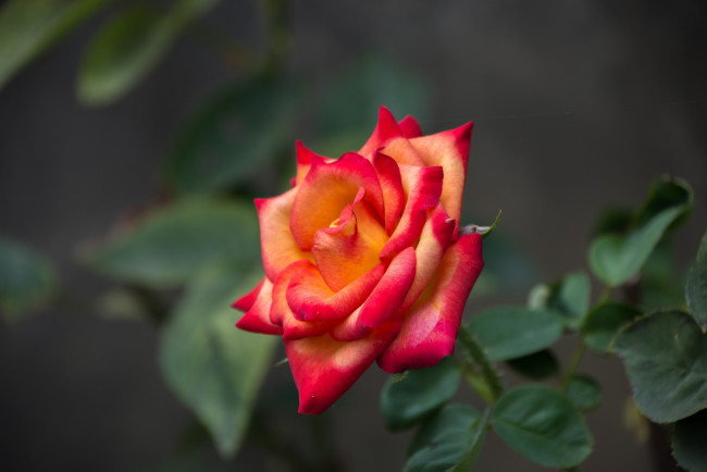 Обои картинки фото цветы, розы, лепестки, бутон, bud, rose, leaves, blossoms, цветение, роза, листья, petals