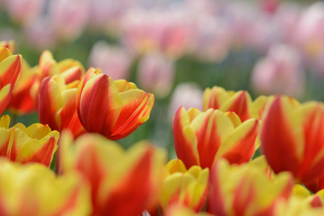 Обои картинки фото цветы, тюльпаны, капли, цветение, лепестки, бутоны