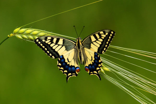 Обои картинки фото животные, бабочки,  мотыльки,  моли, бабочка