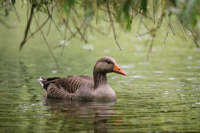 Обои картинки фото животные, гуси, вода, дикий, гусь, клюв, перышки